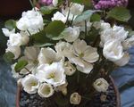fotografie Zahradní květiny Twinleaf (Jeffersonia dubia), bílá