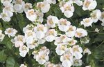 fotografija Vrtno Cvetje Diascia, Twinspur , bela