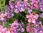 Foto Flores de jardín Diascia, Twinspur , lila
