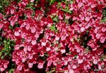 Bilde Hage blomster Diascia, Twinspur , rød