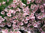 照 园林花卉 Diascia，双骨刺 , 粉红色