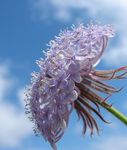 照 蓝色的蕾丝花，罗特内斯特岛菊花 (Didiscus), 紫丁香