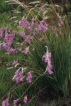 Photo les fleurs du jardin Canne À Pêche, Fée Baguette, Wandflower Angel (Dierama), lilas
