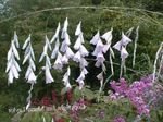fotografie Zahradní květiny Anděla Rybářský Prut, Víla Hůlka, Wandflower (Dierama), bílá