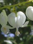 φωτογραφία Λουλούδια κήπου Αιμορραγία Της Καρδιάς, Dicentra (Dicentra spectabilis), λευκό