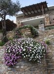 foto I fiori da giardino Cape Calendula, Margherita Africana (Dimorphotheca), rosa