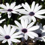foto I fiori da giardino Cape Calendula, Margherita Africana (Dimorphotheca), bianco