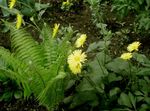 Photo les fleurs du jardin Le Fléau De Léopard (Doronicum orientale), jaune