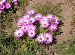 Nuotrauka Sodo Gėlės Livingstone Daisy (Dorotheanthus (Mesembryanthemum)), rožinis