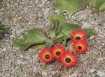 fénykép Kerti Virágok Livingstone Daisy (Dorotheanthus (Mesembryanthemum)), piros