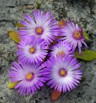Foto Flores de jardín Livingstone Daisy (Dorotheanthus (Mesembryanthemum)), lila