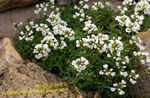 Foto Flores de jardín Draba , blanco