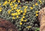 სურათი ბაღის ყვავილები Douglasia, კლდოვანი მთის ჯუჯა ფურისულა, Vitaliana , ყვითელი