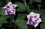 Photo Garden Flowers Angel's trumpet, Devil's Trumpet, Horn of Plenty, Downy Thorn Apple (Datura metel), lilac