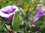 foto I fiori da giardino Tromba Di Angelo, La Tromba Del Diavolo, Corno Dell'abbondanza, Stramonio Lanuginoso (Datura metel), lilla