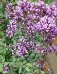 Photo les fleurs du jardin Origan (Origanum), lilas