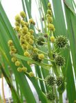 照 园林花卉 异国钻芦苇 (Sparganium erectum), 黄