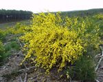 fénykép Kerti Virágok Scotch Seprű, Broomtops, Seprűzanót, Európai Seprű, Ír Seprű (Sarothamnus scoparius), sárga