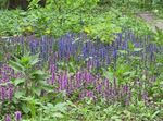 Foto Vrtne Cvjetovi Trublja, Bugleweed (Ajuga), svijetlo plava