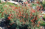 Smalbladede California Fuchsia, Hoary Fuchsia, Kolibri Trompet