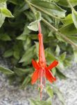 fotografie Záhradné kvety Narrowleaf Kalifornii Fuchsie, Starobylý Fuchsie, Kolibrík Rúrka (Zauschneria), oranžový