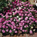 სურათი ბაღის ყვავილები Candytuft (Iberis), ვარდისფერი
