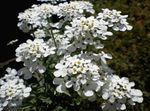 fotografie Záhradné kvety Iberka (Iberis), biely