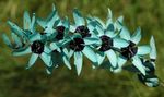 Foto Dārza Ziedi Ixia , gaiši zils