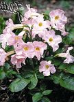fotografie Záhradné kvety Vytrvalý Gloxínia (Incarvillea delavayi), ružová
