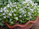 Foto Gartenblumen Ionopsidium Acaule , weiß