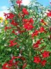 Foto Vrtne Cvjetovi Stoji Čempresa, Scarlet Gilia (Ipomopsis), crvena