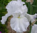 Photo les fleurs du jardin Iris (Iris barbata), blanc