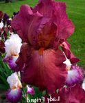 Photo les fleurs du jardin Iris (Iris barbata), vineux