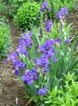 Photo bláthanna gairdín Inteachán (Iris barbata), gorm