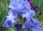снимка Градински цветове Ирис (Iris barbata), светло синьо