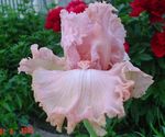 Bilde Hage blomster Iris (Iris barbata), rosa