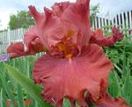 fotografie Zahradní květiny Kosatec (Iris barbata), červená