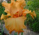 Photo les fleurs du jardin Iris (Iris barbata), orange