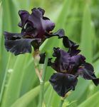 Photo les fleurs du jardin Iris (Iris barbata), noir