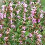 foto Tuin Bloemen Hysop (Hyssopus officinalis), roze