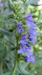 fotografija Vrtno Cvetje Ožepek (Hyssopus officinalis), svetlo modra