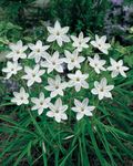 fotografie Záhradné kvety Jar Starflower (Ipheion), biely