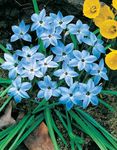 fotografie Gradina Flori Primăvară Starflower (Ipheion), albastru deschis