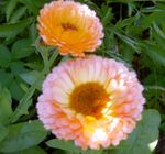 fotografie Záhradné kvety Nechtík Lekársky (Calendula officinalis), ružová