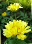 foto I fiori da giardino Calendula (Calendula officinalis), giallo