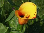 Nuotrauka Sodo Gėlės Calla Lily, Kalis , oranžinis