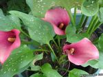 Photo les fleurs du jardin Lys Calla, Arum , rose