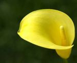 foto Flores do Jardim Calla Lírio, Arum Lírio , amarelo