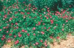 Photo les fleurs du jardin Winecups Mexicains, Pavot Mauve (Callirhoe involucrata), rouge