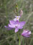 foto I fiori da giardino Erba Rosa Orchidea (Calopogon), lilla